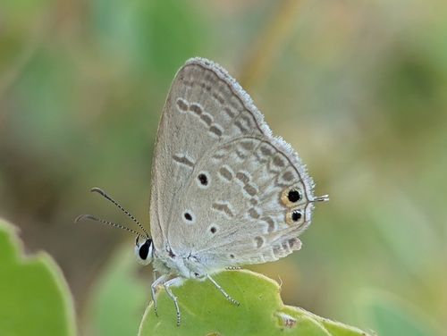 Gram Blue