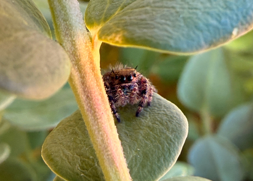 Bold Jumping Spider