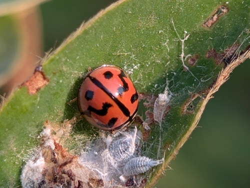Six-spotted Zigzag Ladybird