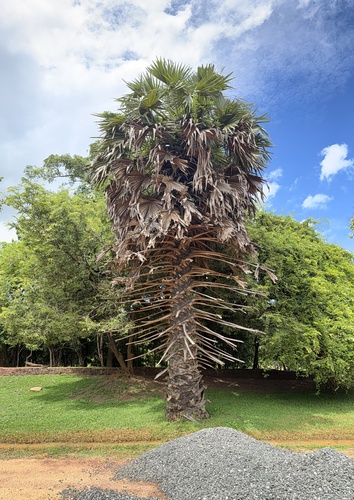 Asian Palmyra Palm