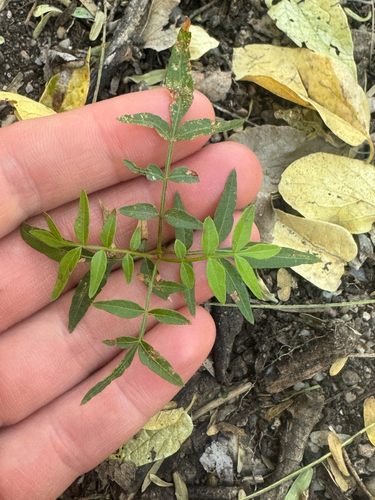 Western Soapberry