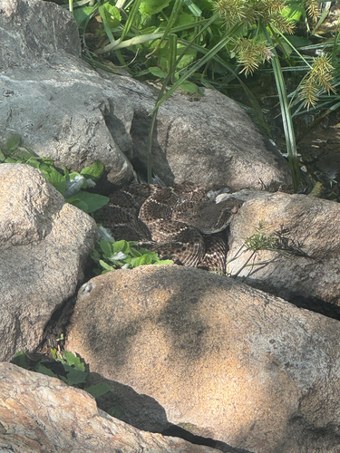 Western Diamond-backed Rattlesnake