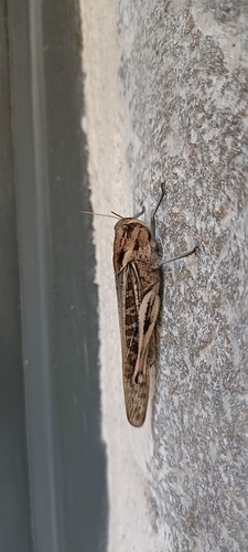 Migratory Locust