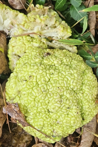 Osage-orange