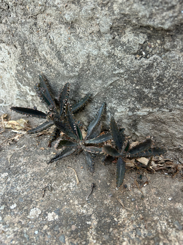 Alligator plant