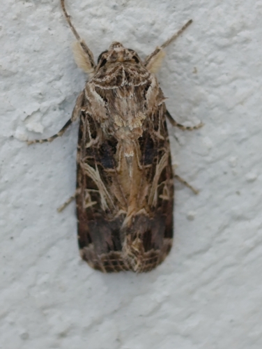 Mediterranean Brocade