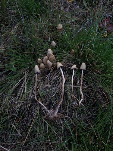 Liberty Cap