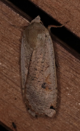 Large Yellow Underwing
