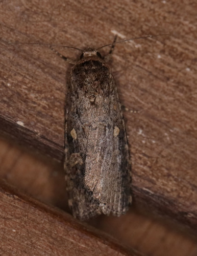 Beet Armyworm Moth