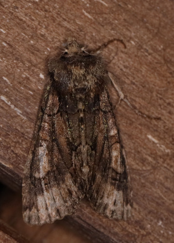 Green-brindled Crescent