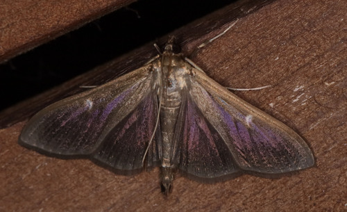 Box Tree Moth