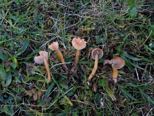 Heath Waxcap
