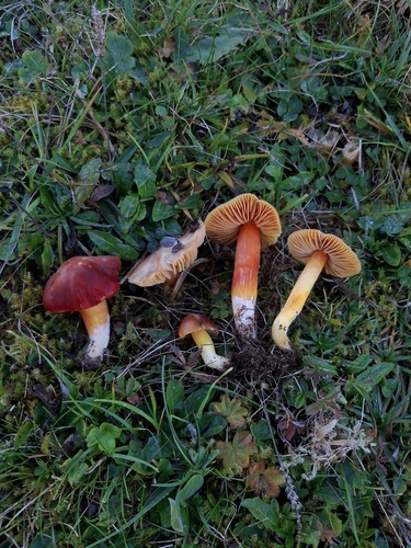 Crimson Waxcap