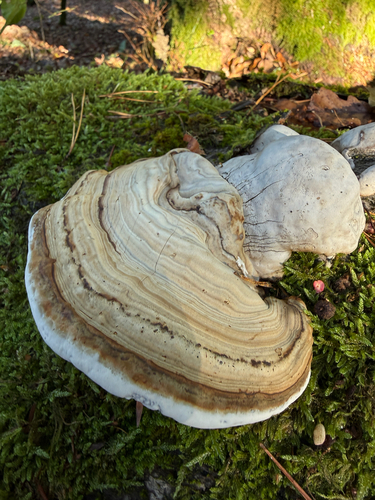 Hoof Fungus