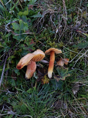 Crimson Waxcap