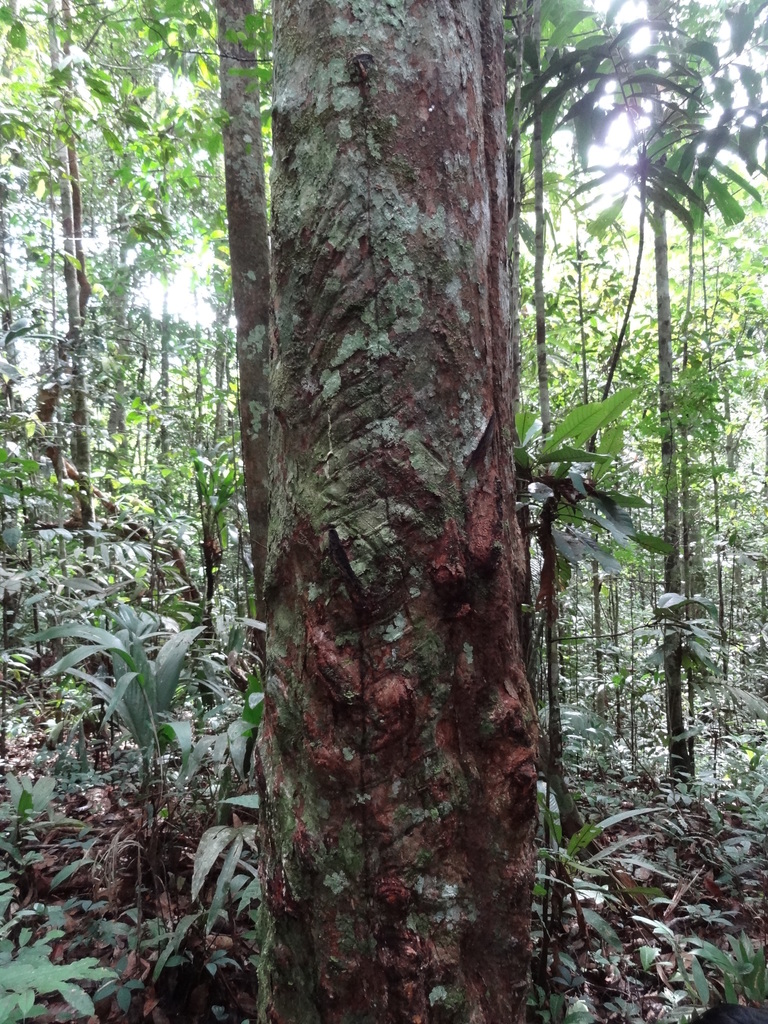 rubber tree (Hevea brasiliensis)  iNaturalist
