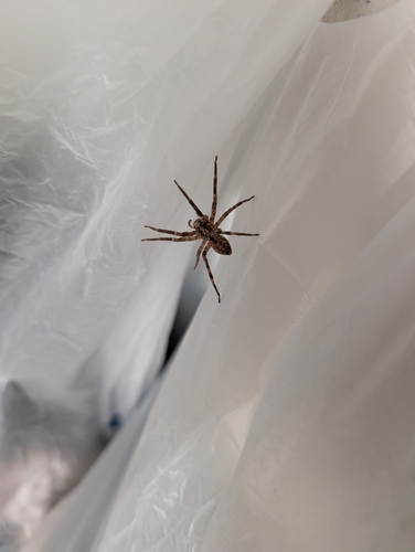 Mediterranean Spiny False Wolf Spider
