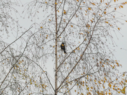Eurasian Blackbird