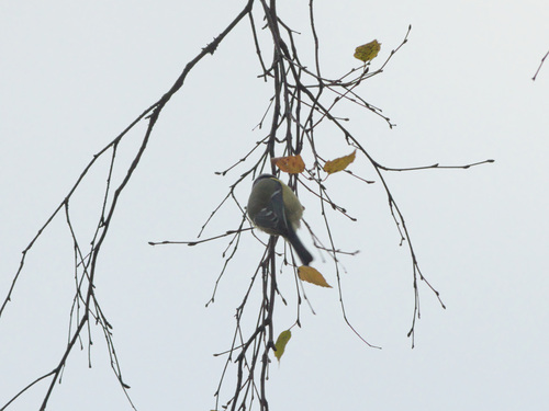 Eurasian Blue Tit