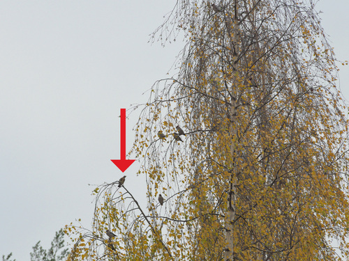 Fieldfare