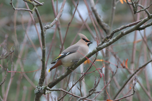 Bohemian Waxwing