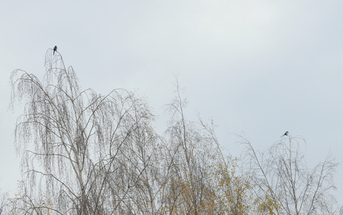 Eurasian Magpie