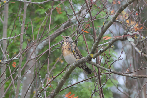Fieldfare