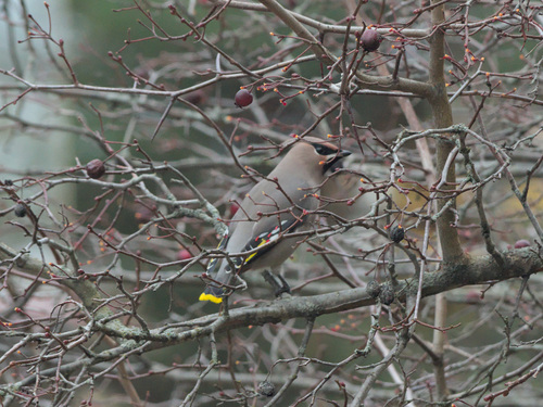 Bohemian Waxwing