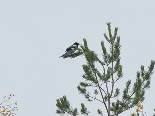 Eurasian Magpie