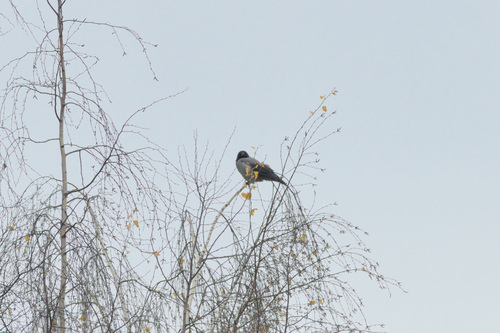 Hooded Crow