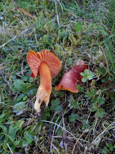 Splendid Waxcap