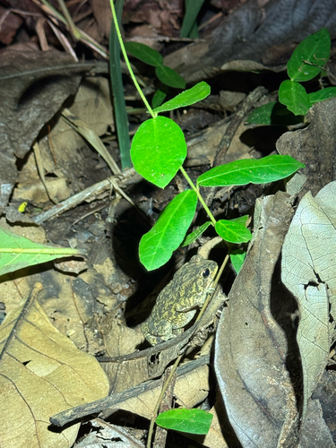Asian Common Toad