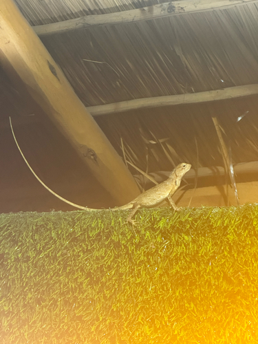 Indian Garden Lizard