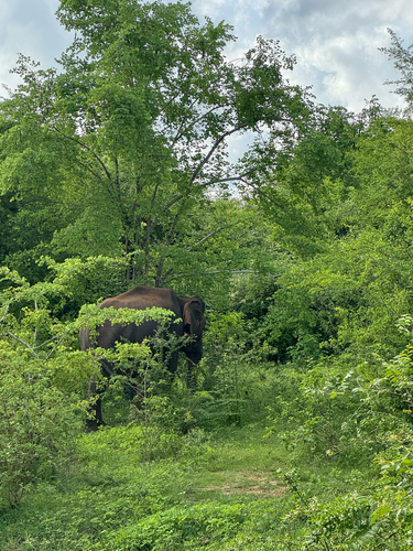 Asian Elephant