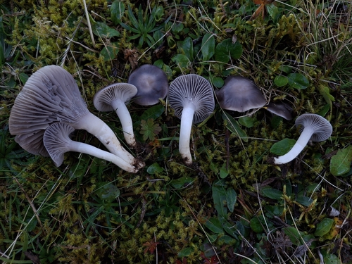Grey Waxcap