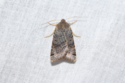 Lunar Underwing