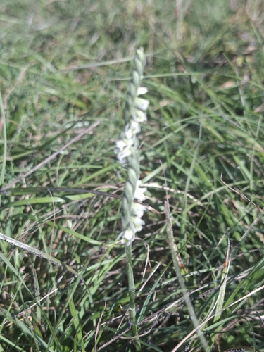 Autumn Ladies' Tresses
