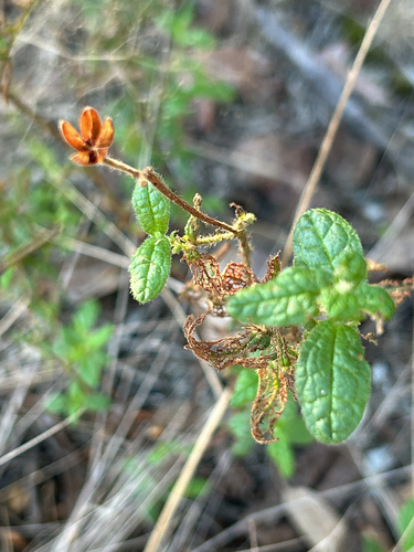 Cistus inflatus