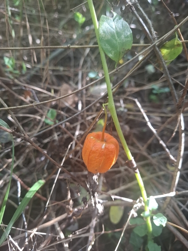 Japanese-lantern