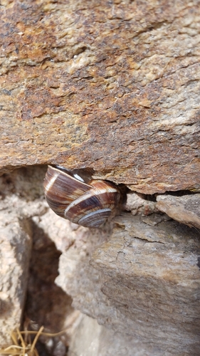 Turkish Snail