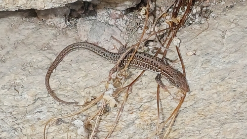 Balkan Wall Lizard