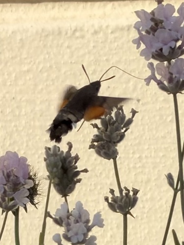 Eurasian Hummingbird Hawkmoth