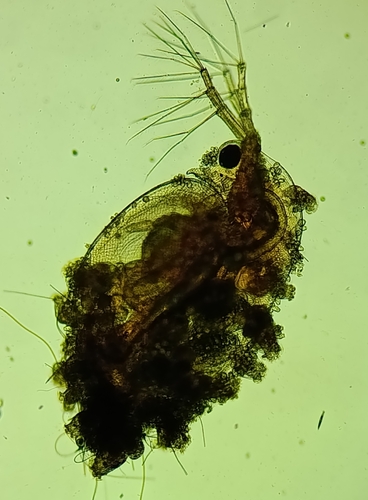 Daphnia curvirostris