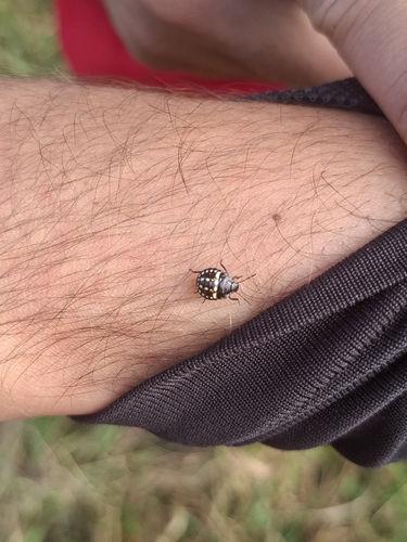 Southern Green Stink Bug
