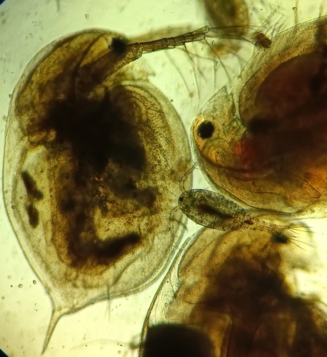 Large Water Flea