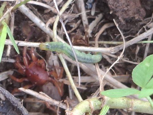 Cotton Bollworm Moth