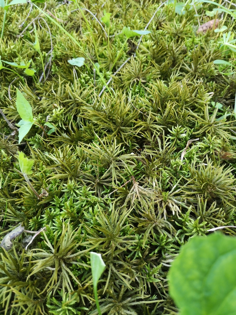 American Tree Moss from Wallacetown, ON N0L 2M0, Canada on May 24, 2020