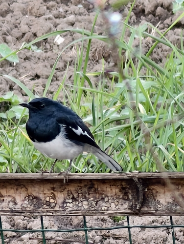 Oriental Magpie-Robin