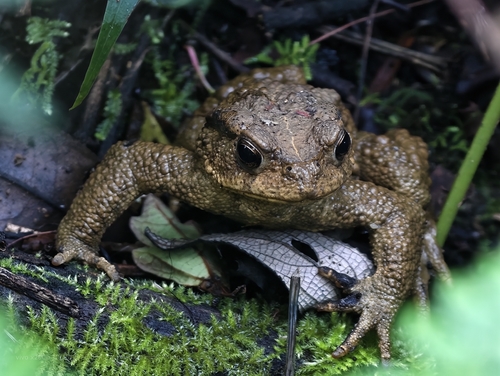 Asiatic Toad