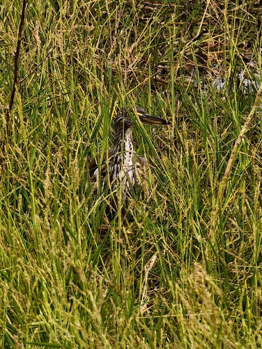 Chinese Pond-Heron
